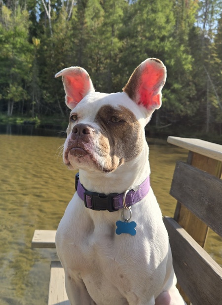 Entry image for Bailey. Clicking this image will show a larger photo