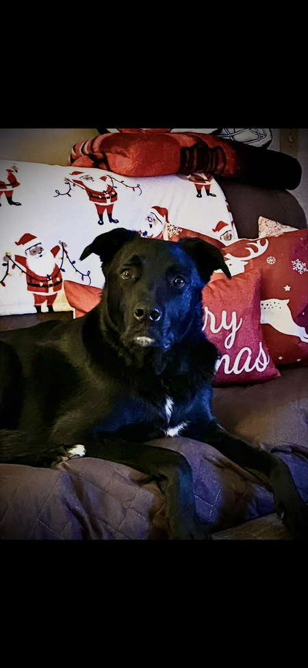 Entry image for Rex. Clicking this image will show a larger photo