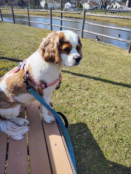 Entry image for Maisie Mae . Clicking this image will show a larger photo