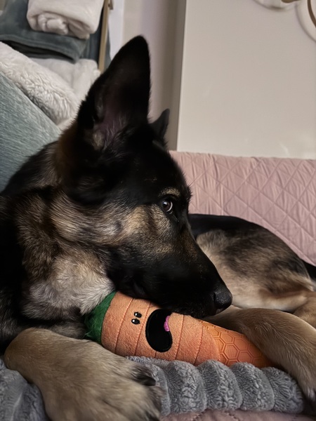 Entry image for Pepper. Clicking this image will show a larger photo