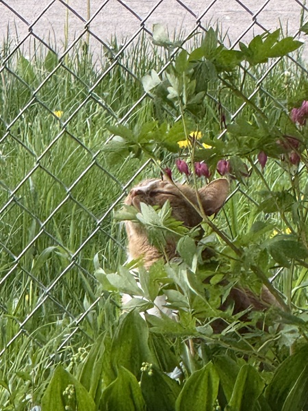Entry image for Tiger. Clicking this image will show a larger photo