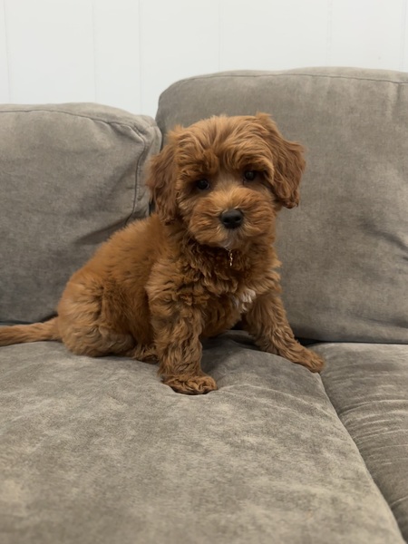 Entry image for Rosie. Clicking this image will show a larger photo
