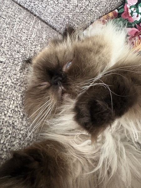 Entry image for Toby. Clicking this image will show a larger photo