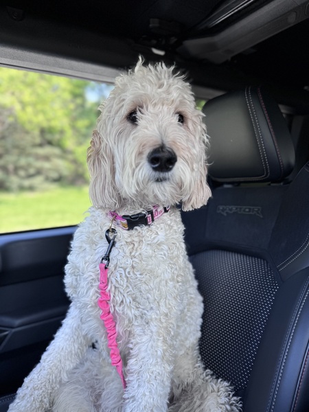 Entry image for Sophie. Clicking this image will show a larger photo