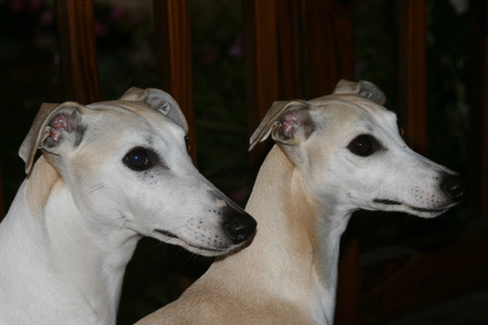 Entry image for Nod and Chloe. Clicking this image will show a larger photo