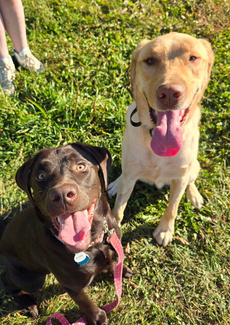 Entry image for Rue and Dutton. Clicking this image will show a larger photo