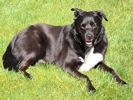Entry image for Bo. Clicking this image will show a larger photo