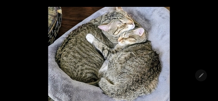 Entry image for Remy & Nola 💞. Clicking this image will show a larger photo