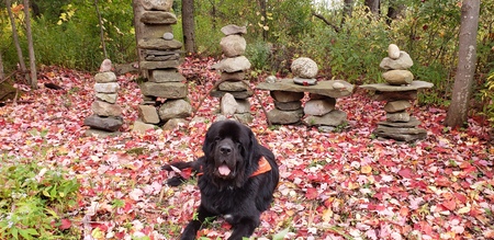 Entry image for Beau. Clicking this image will show a larger photo