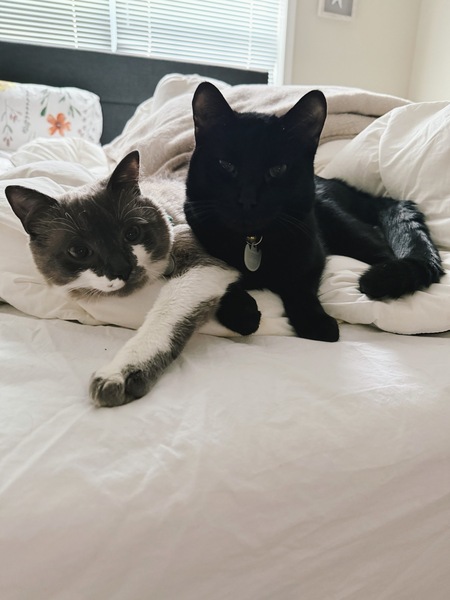 Entry image for Yeti & Milo. Clicking this image will show a larger photo