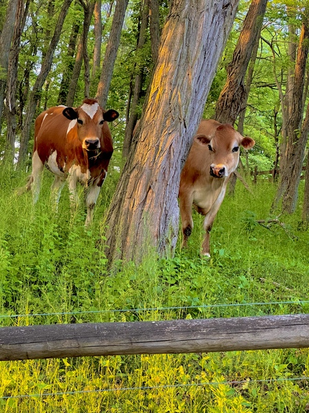 Entry image for Theo (left) and Moose (right). Clicking this image will show a larger photo