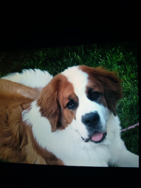 Entry image for Maddie. Clicking this image will show a larger photo