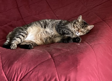 Entry image for Peanut. Clicking this image will show a larger photo