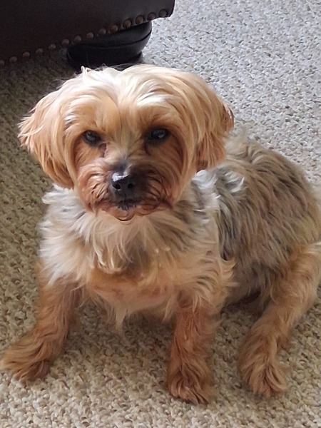 Entry image for LUCY. Clicking this image will show a larger photo