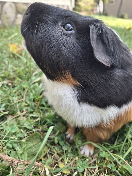 Entry image for Frankie. Clicking this image will show a larger photo