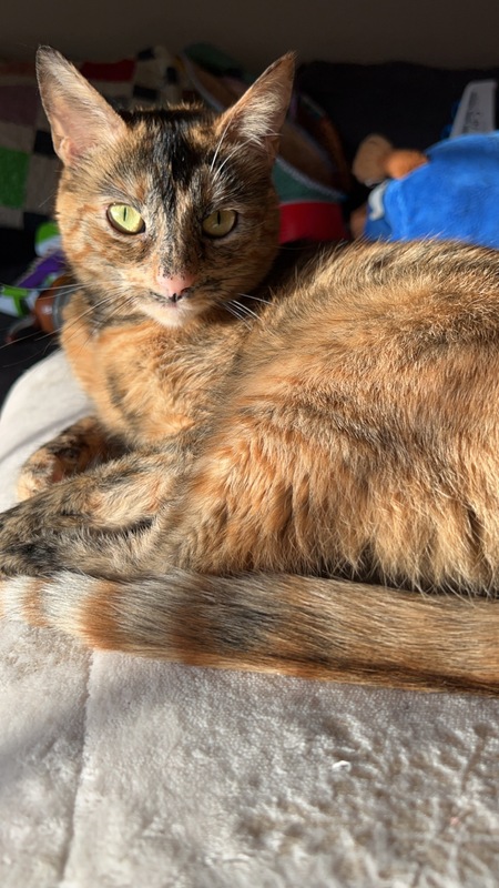 Entry image for Nutmeg. Clicking this image will show a larger photo