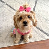 Entry image for GiGi