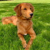 Entry image for Piper