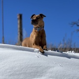 Entry image for Riley
