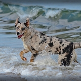 Entry image for Miss Molly
