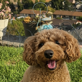 Entry image for Kibbles