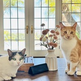 Entry image for Nini & Nana