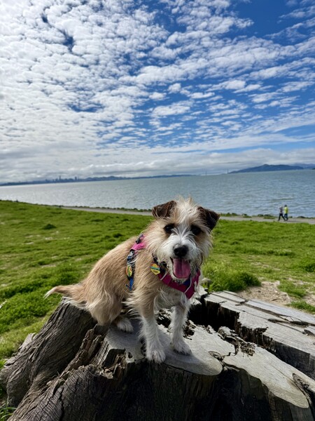 Entry image for Penny. Clicking this image will show a larger photo