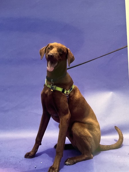 Entry image for Trooper. Clicking this image will show a larger photo