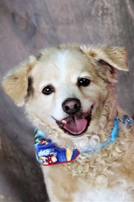 Entry image for Dusty. Clicking this image will show a larger photo
