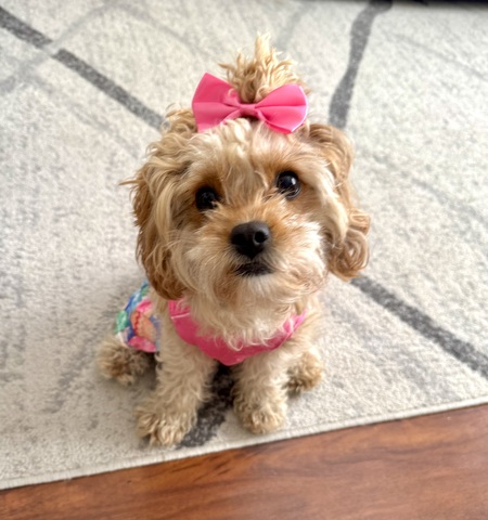Entry image for GiGi. Clicking this image will show a larger photo