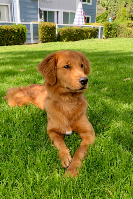 Entry image for Piper. Clicking this image will show a larger photo