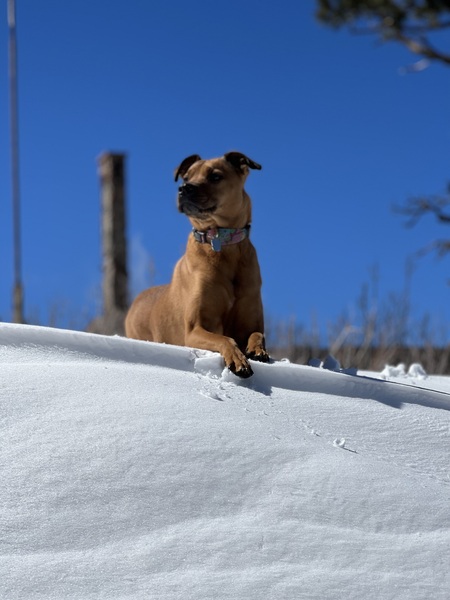 Entry image for Riley. Clicking this image will show a larger photo