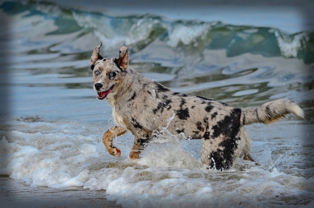 Entry image for Miss Molly. Clicking this image will show a larger photo