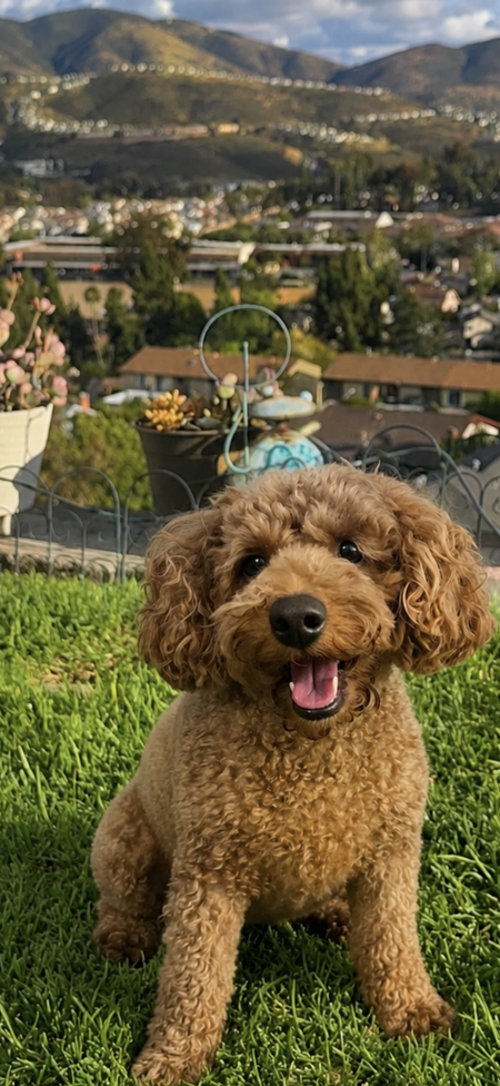 Entry image for Kibbles. Clicking this image will show a larger photo