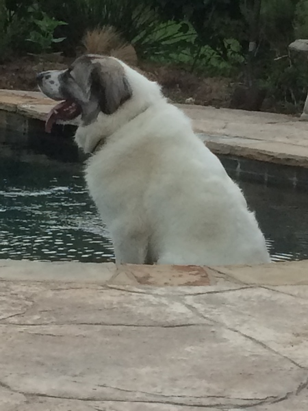 Hondo