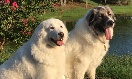 Sadie & Hondo