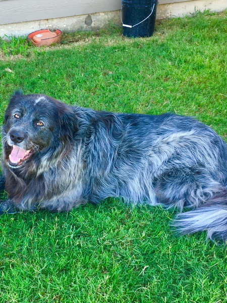 Gracie