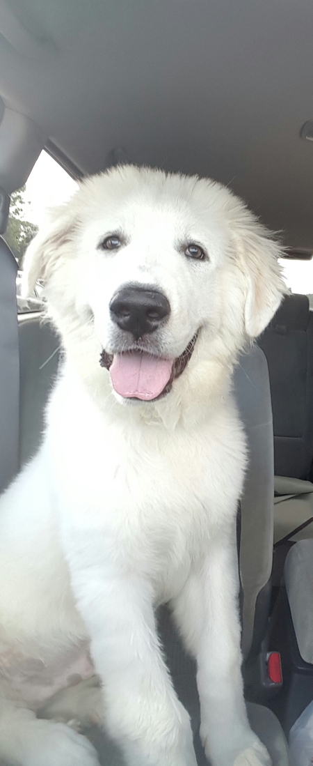 Bear
