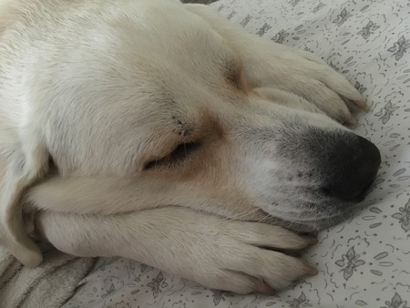 Bo