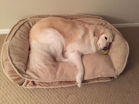 Addy:  Dreams of Playtime 