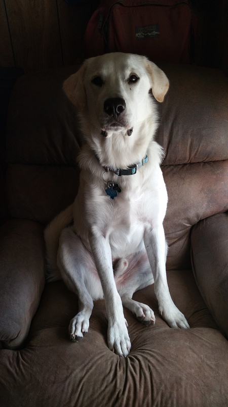 Kobi