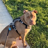 Entry image for Bogey