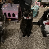Entry image for Lila, Zita, & Theo