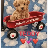 Entry image for Teddy 