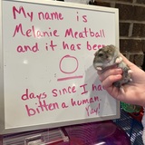 Entry image for Melanie Meatball