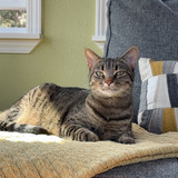 Entry image for Olive