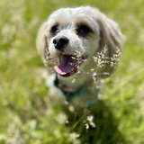 Entry image for Lord Theodore Flouffington “Teddy “
