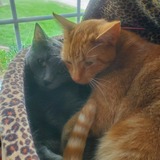 Entry image for Indy and Namehr