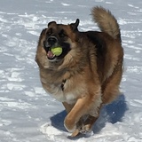 Entry image for Wally