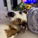 Entry image for Millie